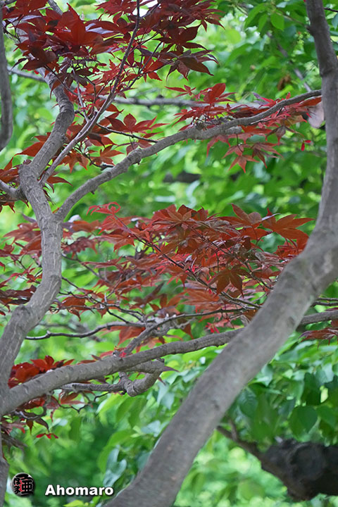 写真00