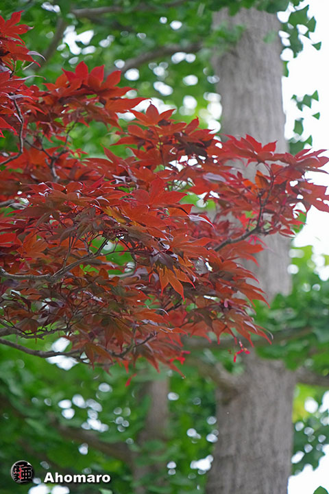 写真00