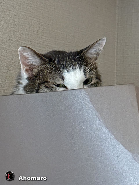 ʐ^00