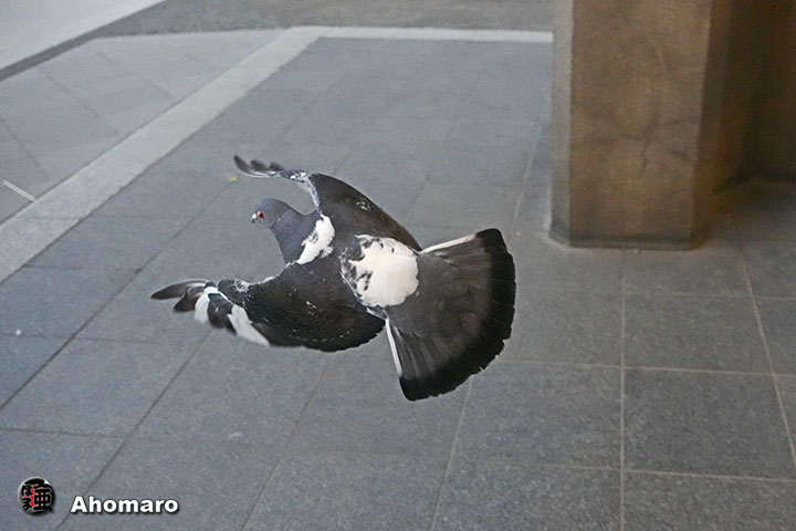 ʐ^00