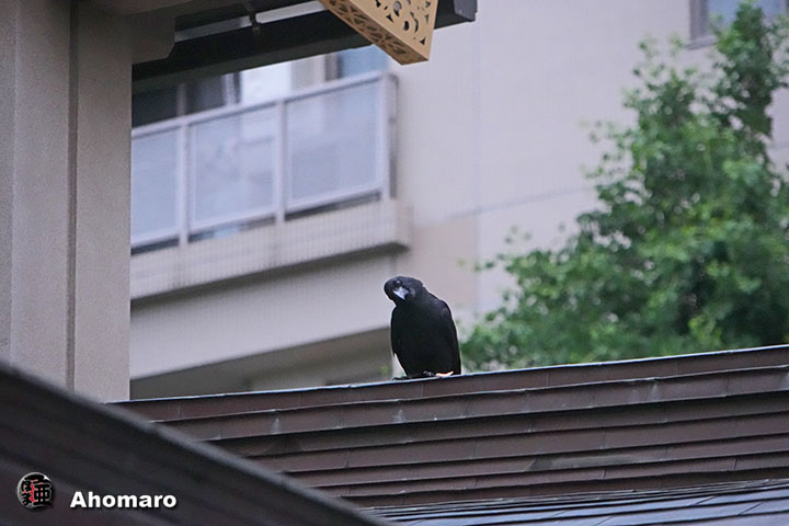 ʐ^00