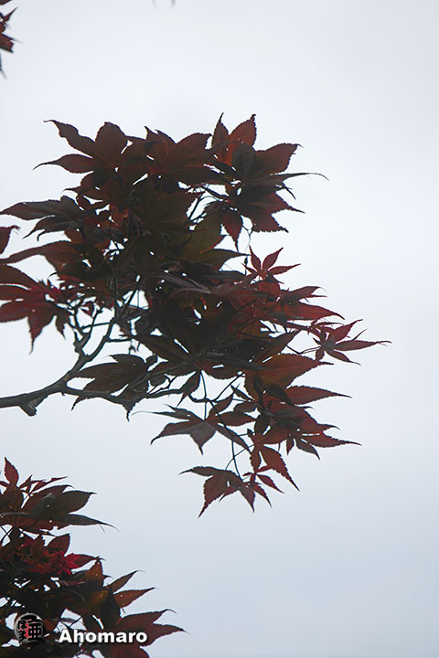 写真00