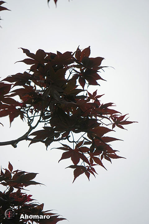 写真00
