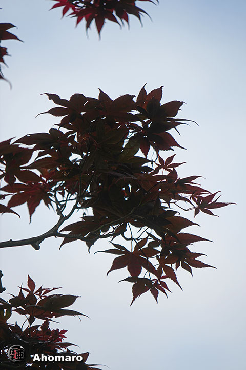 写真00