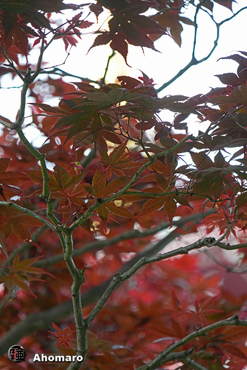 写真00