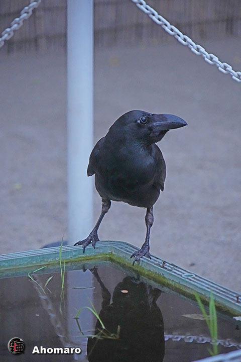 ʐ^00