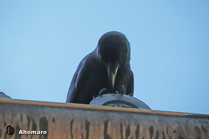 ʐ^00
