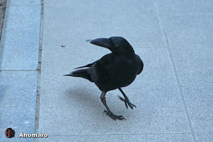 ʐ^00