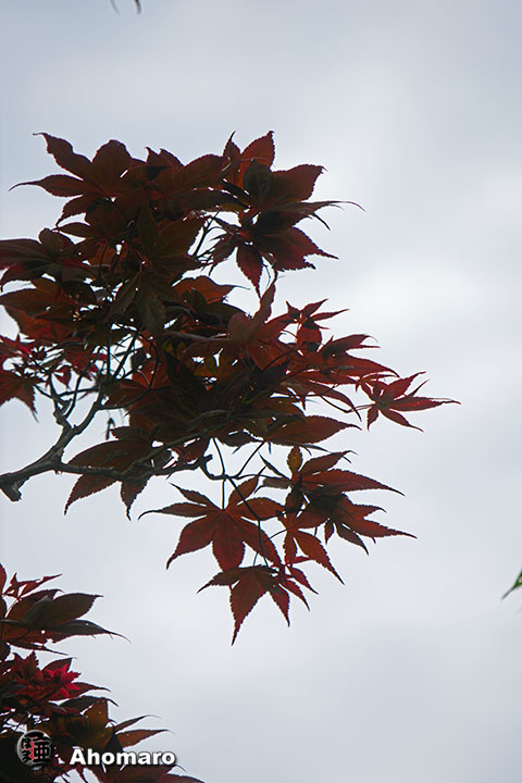 写真00