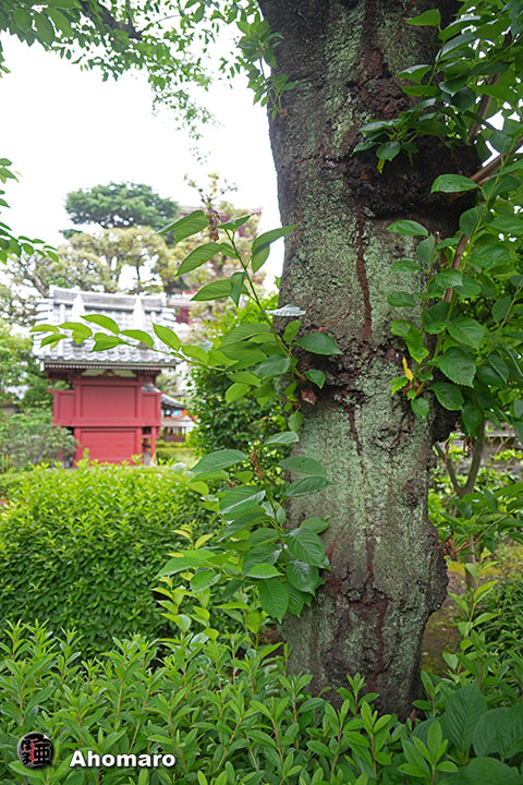 写真00