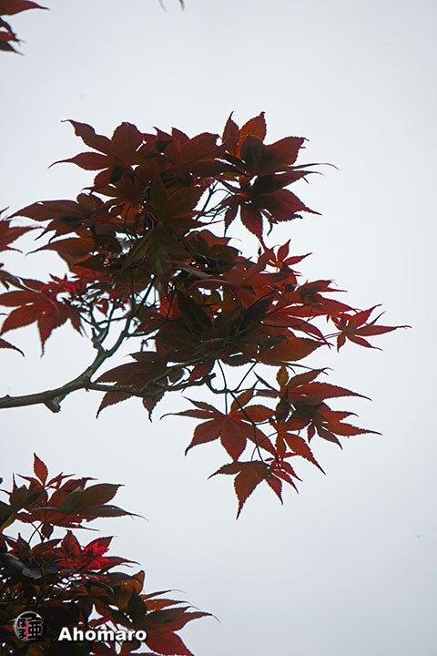 写真00