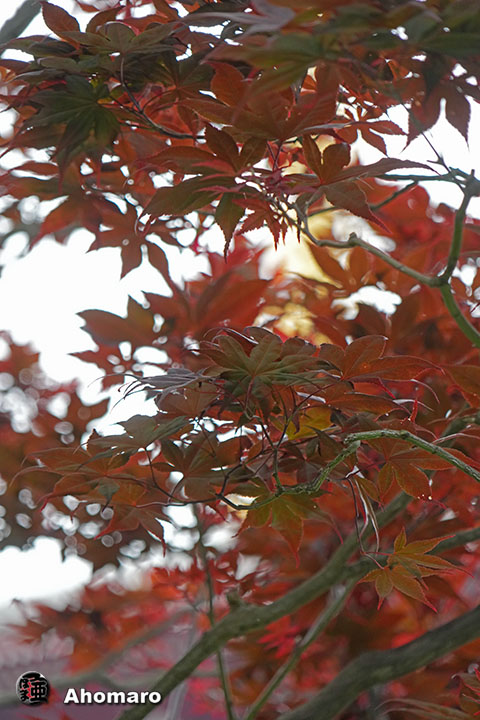 写真00