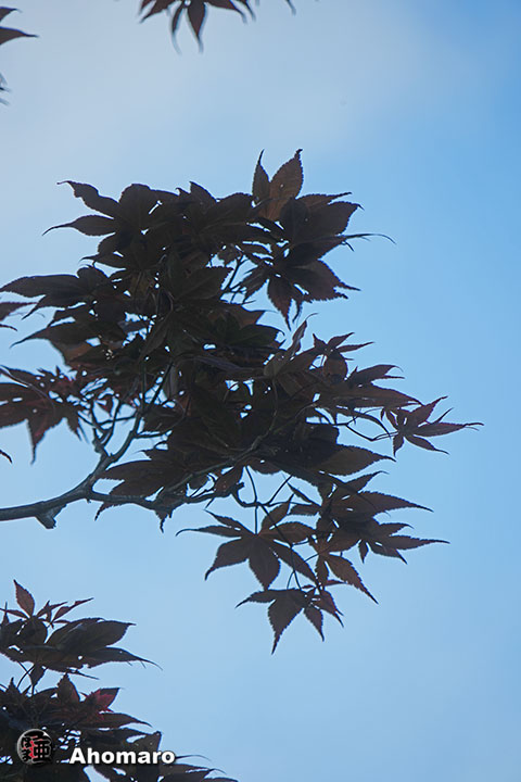 写真00