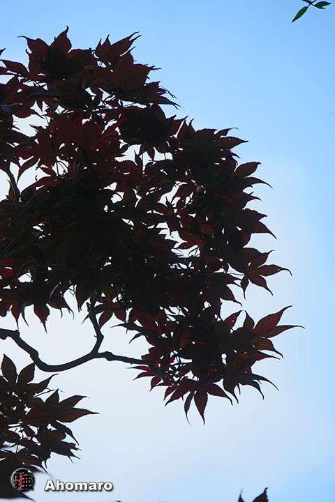 写真00