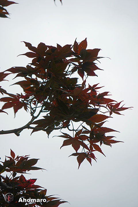写真00