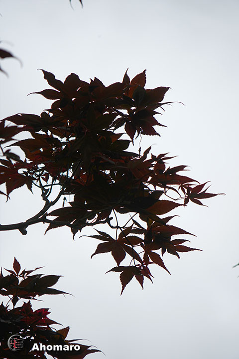 写真00