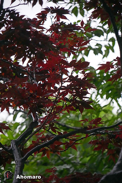 写真00