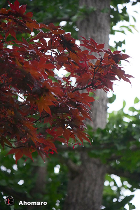 写真00