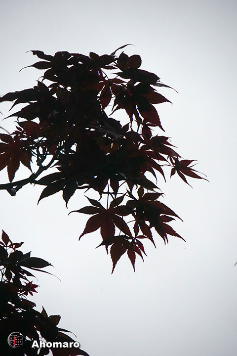 写真00