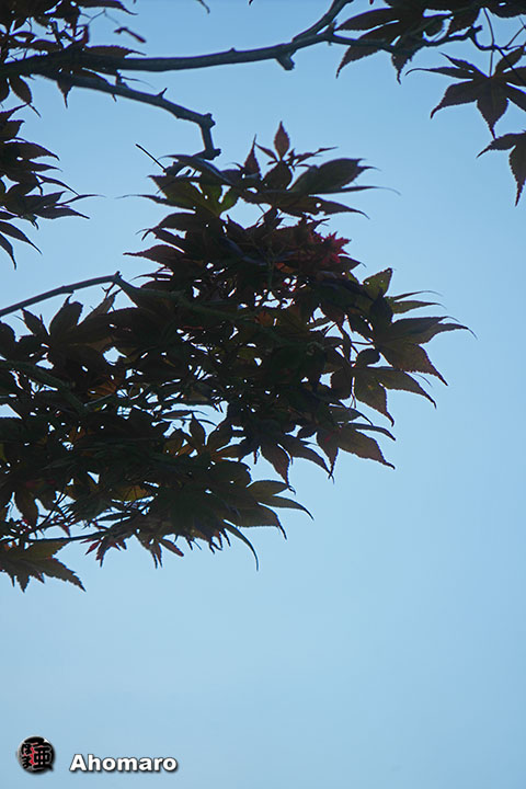 写真00