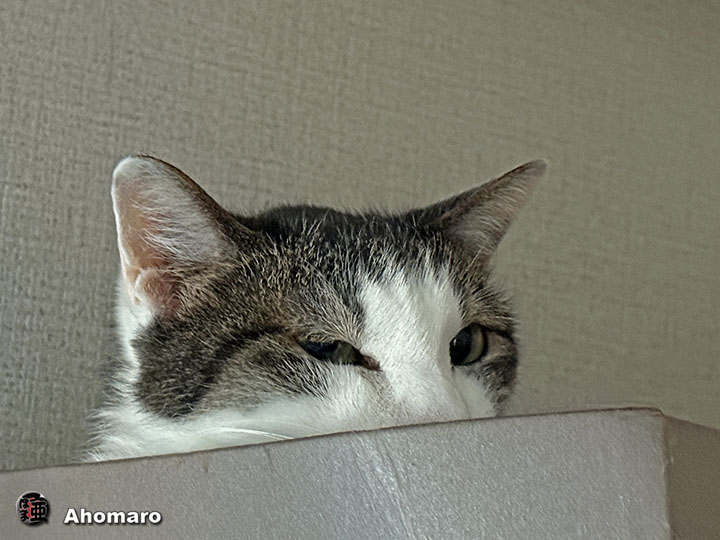 ʐ^00