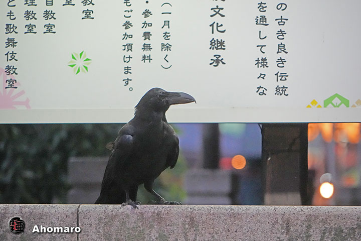ʐ^00