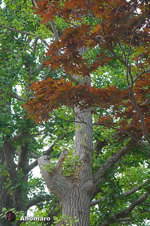 写真00