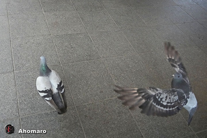 ʐ^00