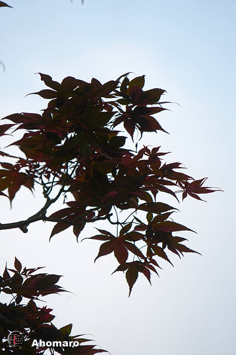 写真00