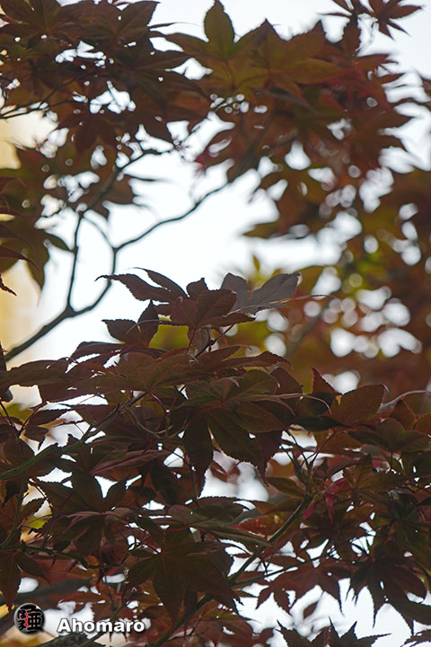 写真00