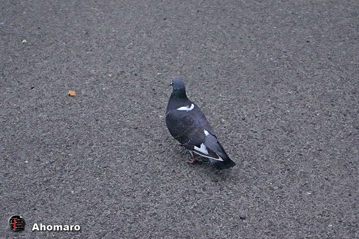ʐ^00