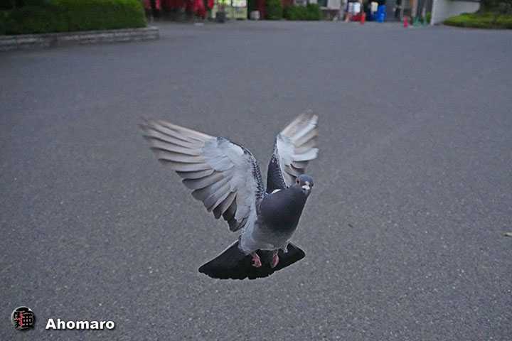 ʐ^00