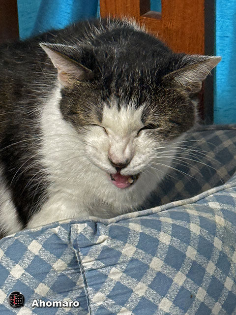 ʐ^00