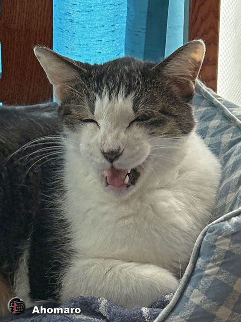 ʐ^00