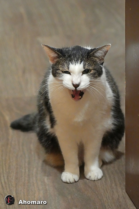 ʐ^00