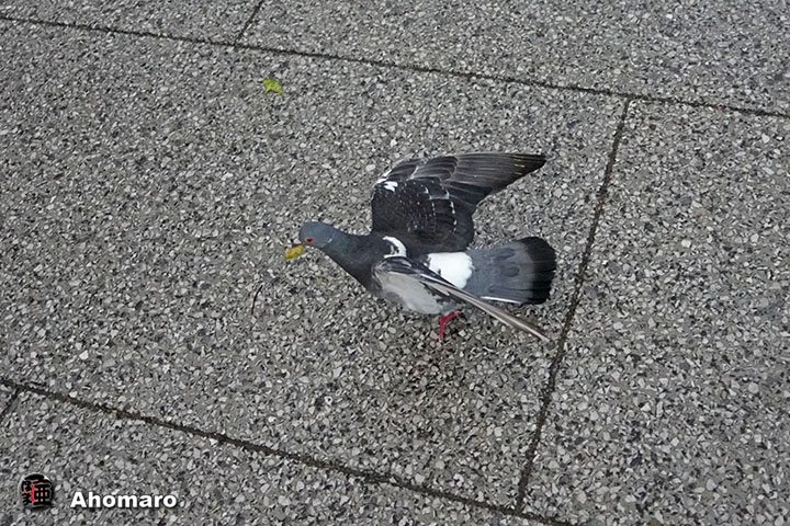 ʐ^00
