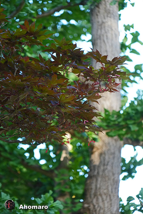 写真00