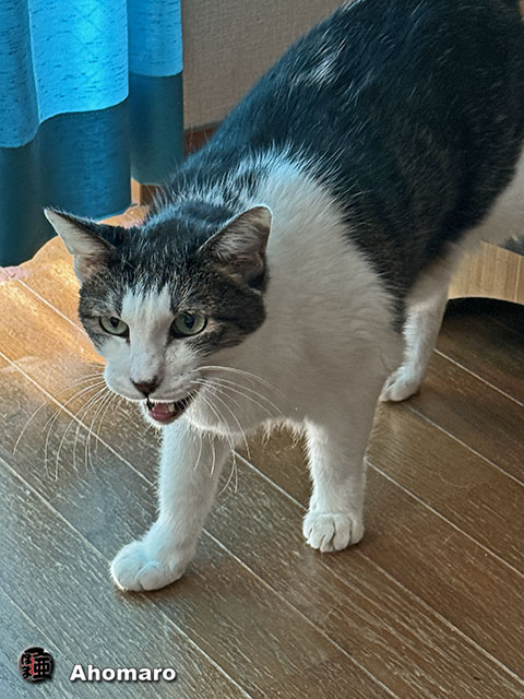 ʐ^00