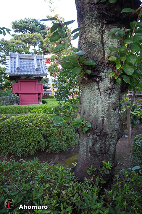 写真00