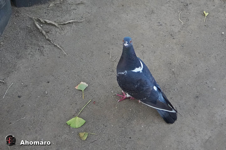 ʐ^00