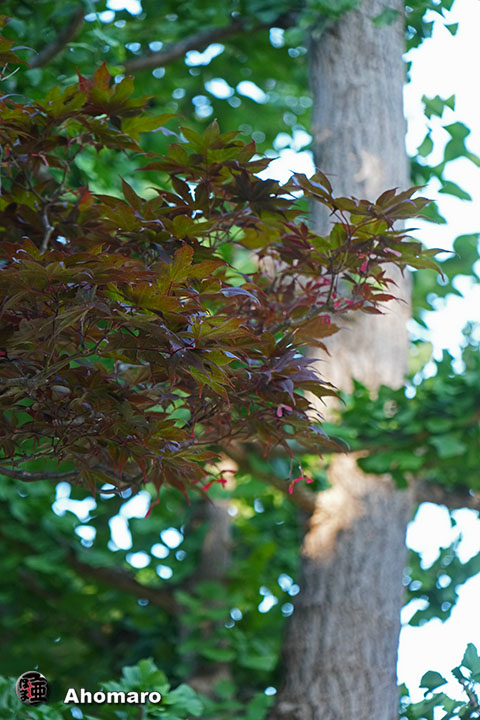 写真00