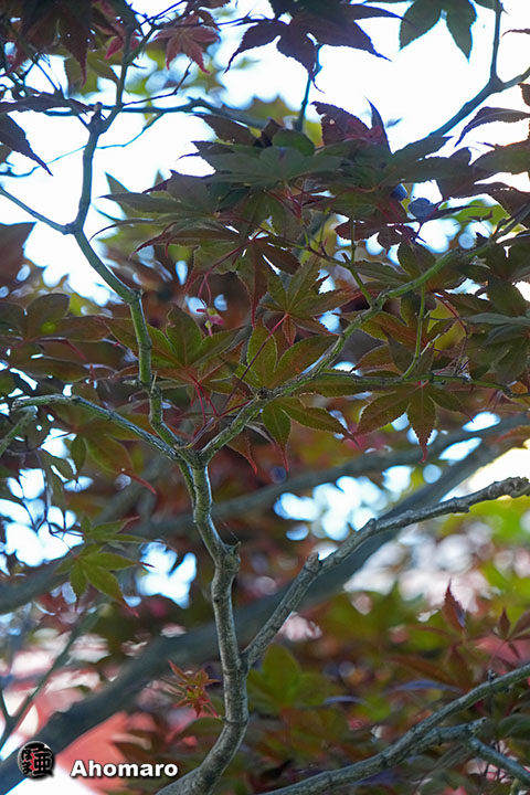 写真00