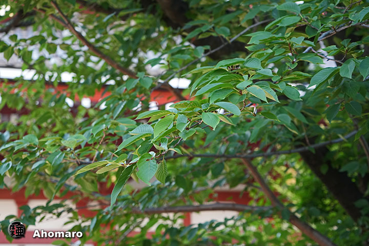 写真00