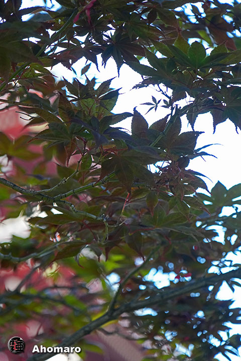 写真00