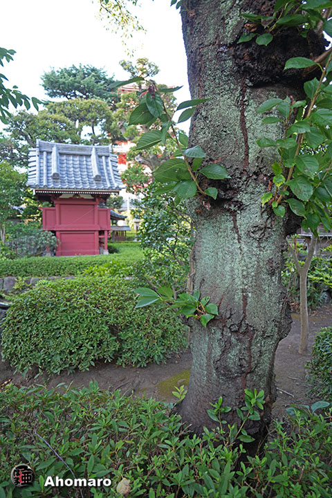 写真00