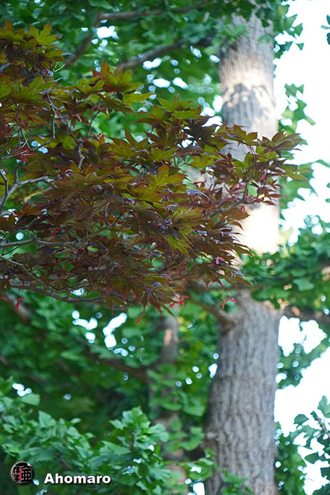 写真00