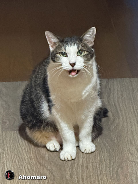 ʐ^00
