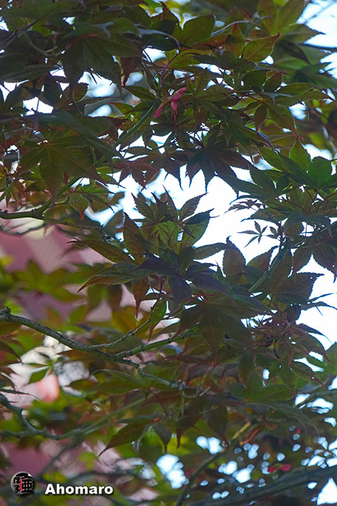 写真00