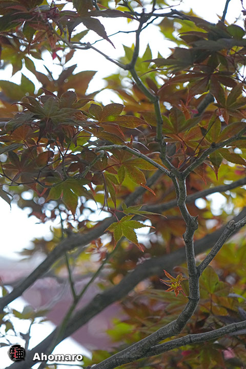 写真00