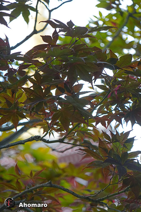 写真00